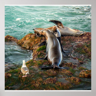 Sea Lions on Rocky Shore – Coastal Wildlife Poster
