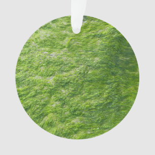 Sea Moss Green Nature Plage d'herbe Nautique
