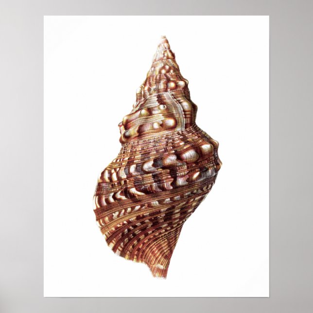 Sea Muschel Nr. 1 Stranddekor Art Print Poster (Vorne)