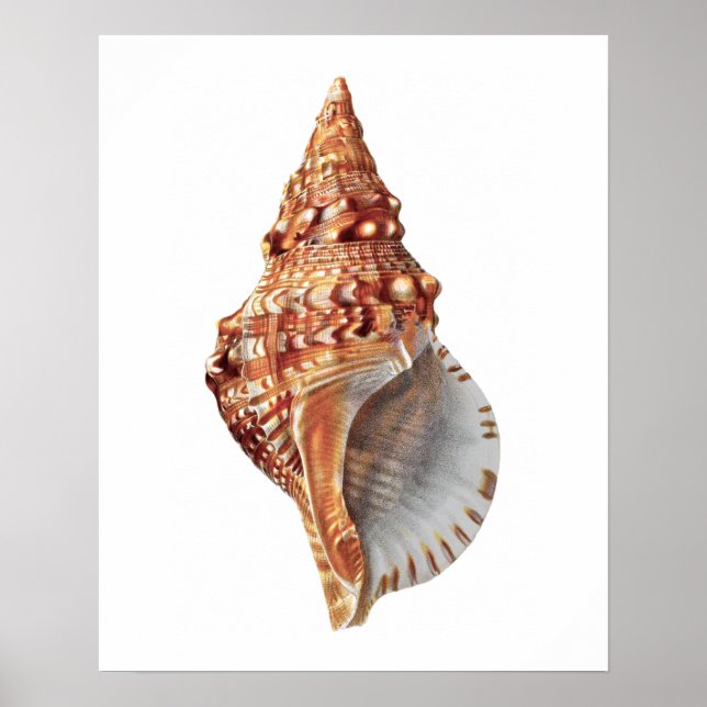 Sea Muschel Nr. 3 Stranddekoration Print. Poster (Vorne)