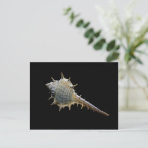 Sea Muschel Postcard - Fotografie von Freyja Postkarte
