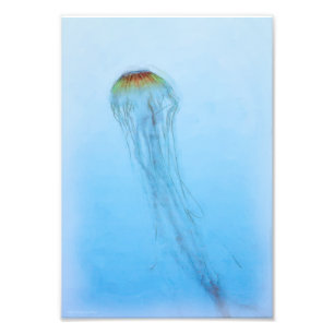 Sea Nettle Fotodruck