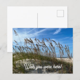 "Sea Oats" Postkarte