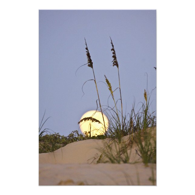 Sea Oats Uniola paniculata), der auf Sand wächst Fotodruck (Vorne)