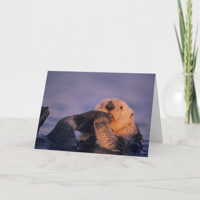 Sea Otter, Enhydra lutris Karte (Vorderseite)