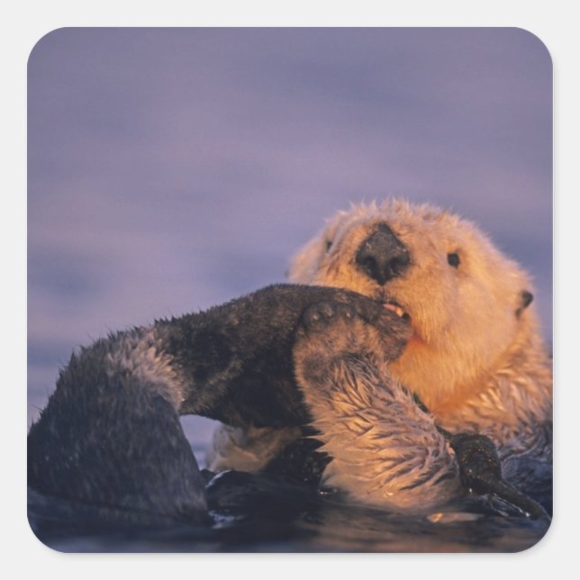 Sea Otter, Enhydra lutris Quadratischer Aufkleber (Vorderseite)