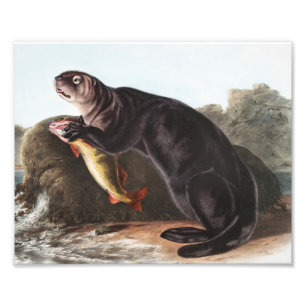 Sea Otter (Enhydra marina) Illustration Fotodruck