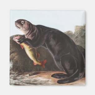 Sea Otter (Enhydra marina) Illustration Magnet