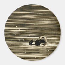 Sea Otter