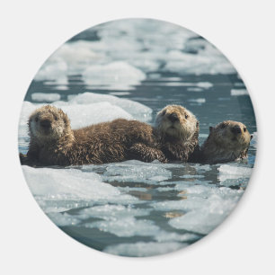 Sea Otter Magnet