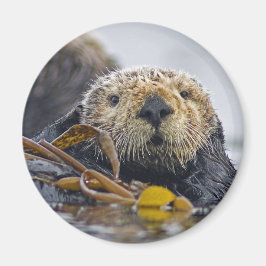 Sea Otter Magnet