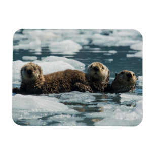 Sea Otter Magnet