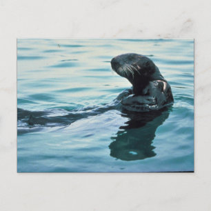 Sea Otter Postkarte