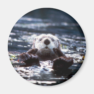 Sea Otter Schwimmen Magnet
