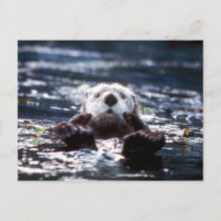 Sea Otter Schwimmen