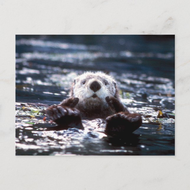Sea Otter Schwimmen Postkarte (Vorderseite)