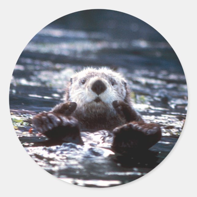 Sea Otter Schwimmen Runder Aufkleber (Vorderseite)