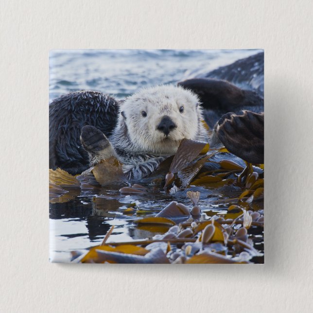 Sea otter wrapped in kelp button (Vorderseite)
