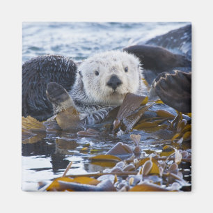 Sea otter wrapped in kelp magnet