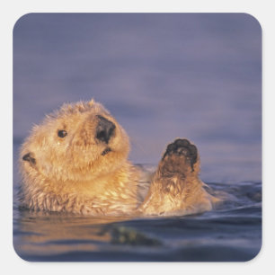 Sea Otters, Enhydra lutris 2 Quadratischer Aufkleber