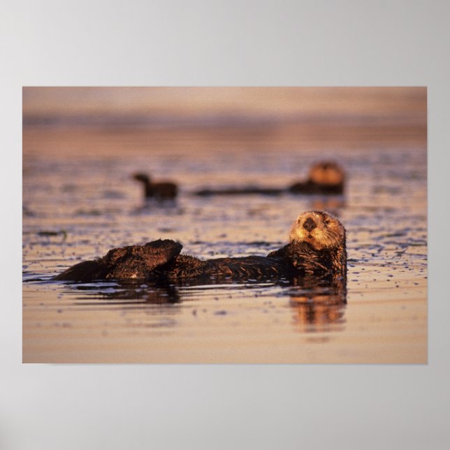 Sea Otters, Enhydra lutris 3 Poster (Vorne)