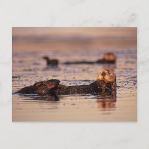 Sea Otters, Enhydra lutris 3 Postkarte