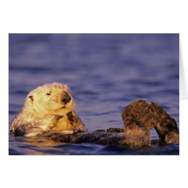 Sea Otters, Enhydra lutris 4 (Vorderseite (Horizontal))