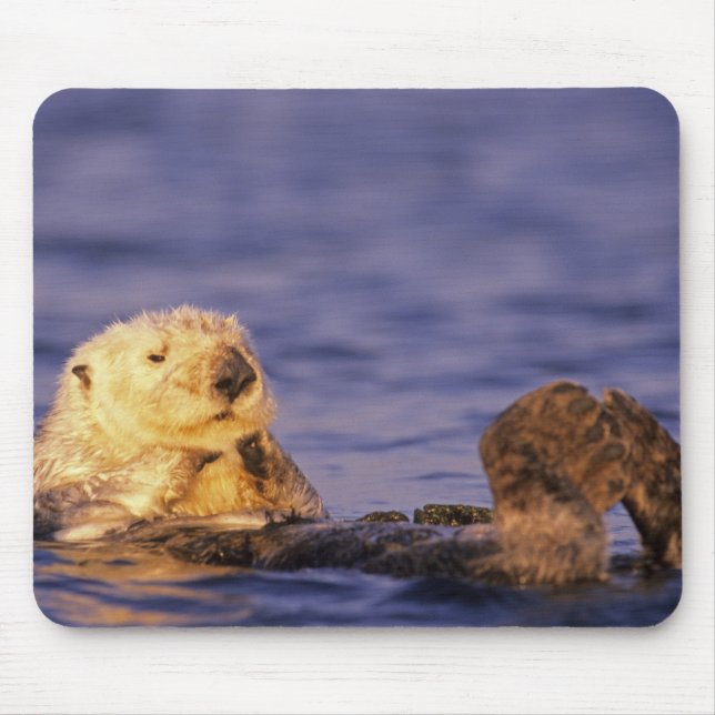 Sea Otters, Enhydra lutris 4 Mousepad (Vorne)