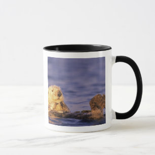 Sea Otters, Enhydra lutris 4 Tasse