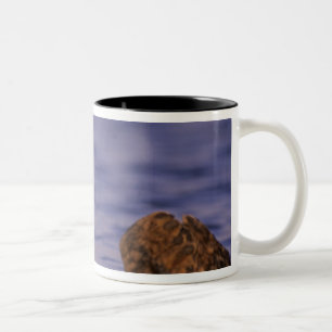 Sea Otters, Enhydra lutris 4 Zweifarbige Tasse