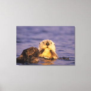 Sea Otters, Enhydra lutris 5 Leinwanddruck