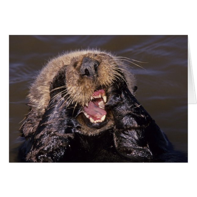 Sea Otters, Enhydra lutris 6 (Vorderseite (Horizontal))
