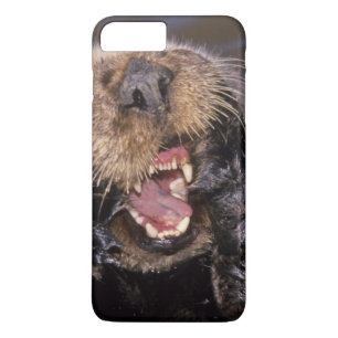 Sea Otters, Enhydra lutris 6 Case-Mate iPhone Hülle