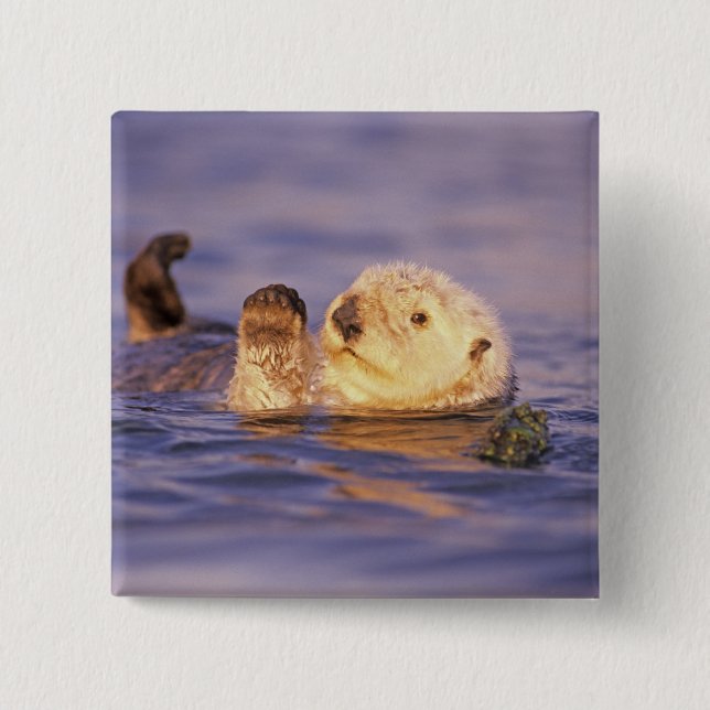 Sea Otters, Enhydra lutris Button (Vorderseite)