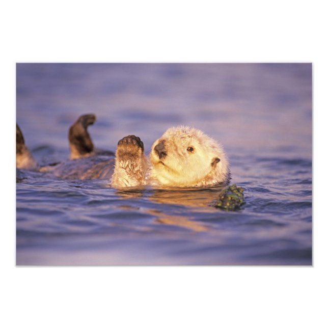 Sea Otters, Enhydra lutris Fotodruck (Vorne)
