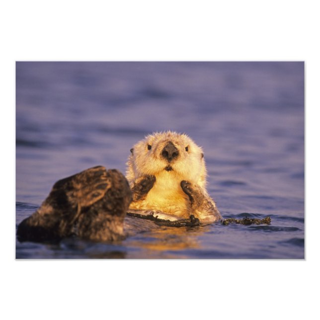 Sea Otters, Enhydra lutris Fotodruck (Vorne)