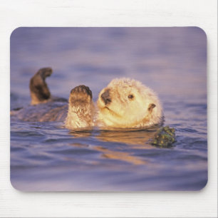 Sea Otters, Enhydra lutris Mousepad