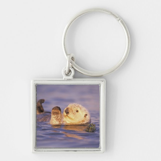 Sea Otters, Enhydra lutris Schlüsselanhänger (Vorne)