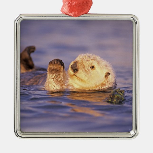 Sea Otters, Enhydra lutris Silbernes Ornament (Vorne)