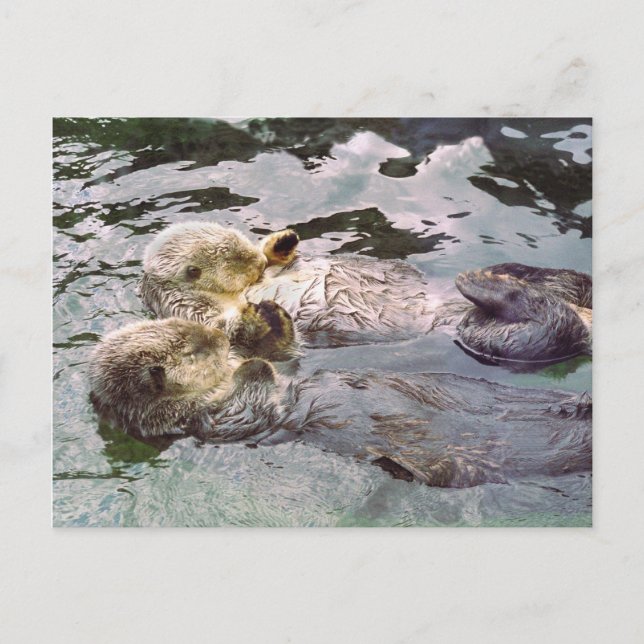 Sea Otters Holding Hands Postkarte (Vorderseite)