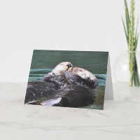 Sea Otters in der Liebe
