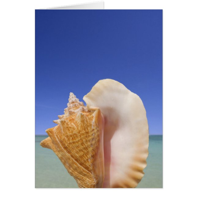 Sea shell Close (Devant)
