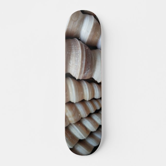 Sea Shells Summer Beach Exotic Tropical Skateboard (Devant)