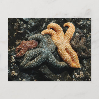 Sea Star Postkarte