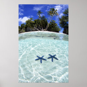 Sea stars, Rock Islands, Palau 2 Poster