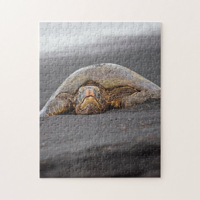 Sea Turtle Black Sand Beach Hawaii - 11x14 -252 pc (Vertikal)
