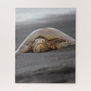 Sea Turtle Black Sand Beach Hawaii - 16x20- 520 pc