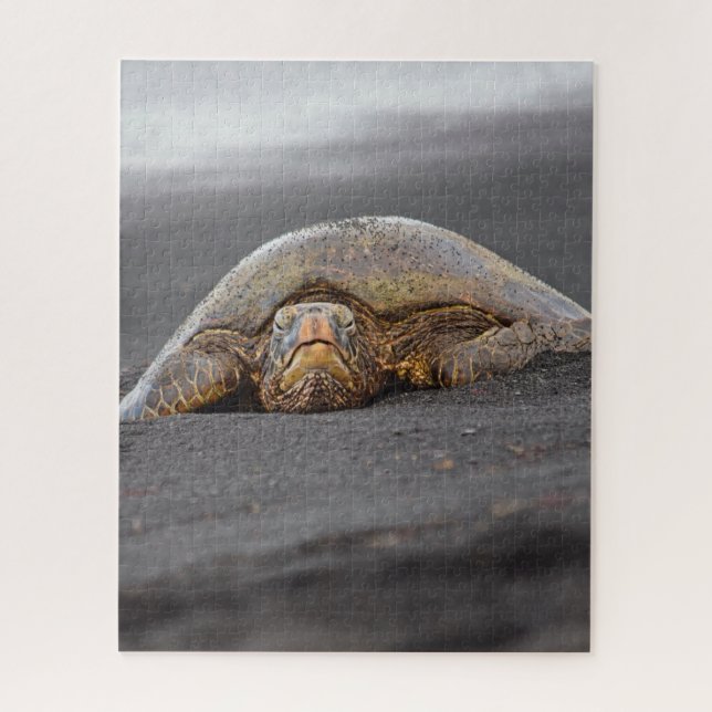 Sea Turtle Black Sand Beach Hawaii - 16x20- 520 pc (Vertikal)