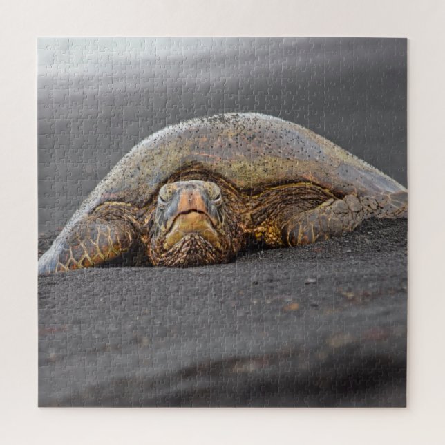 Sea Turtle Black Sand Beach Hawaii - 20x20- 676 pc (Vertikal)