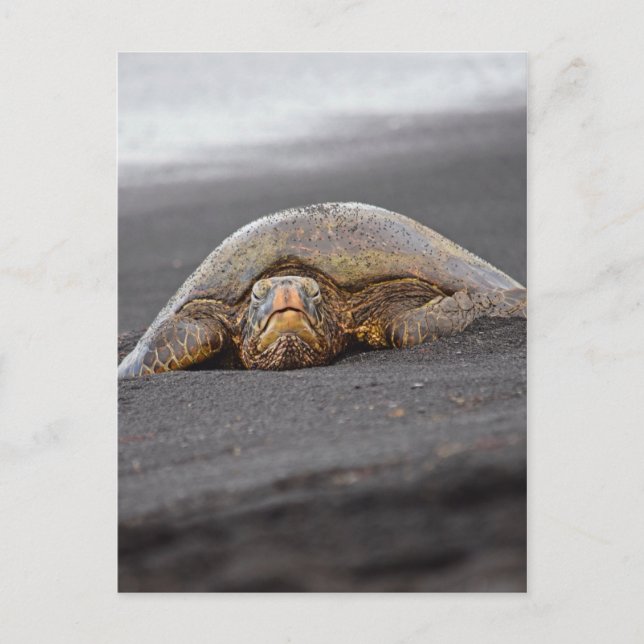 Sea Turtle - Black Sand Beach - Hawaii Postkarte (Vorderseite)